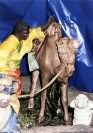 Particolare di cammelliere intento alla preparazione della bardatura del cammello